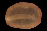 Fossil Arrow Worm (Paucijaculum) Pos/Neg- Illinois #120871-1